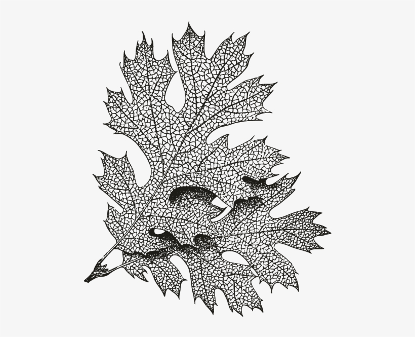 Smock Oak Leaf Motif - Sketch, transparent png download