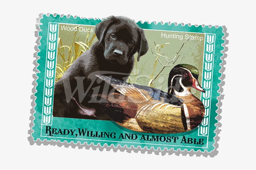 Wood Duck Hunting Stamp - Labrador Retriever, transparent png download