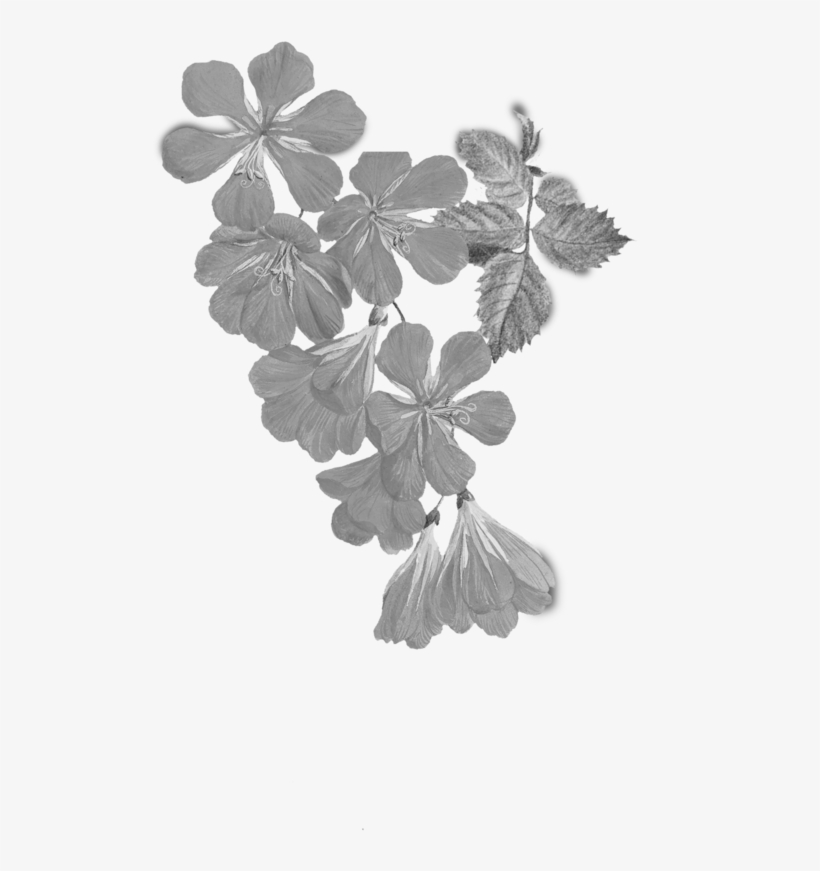 Experiential Design - Tritonia Crocata (flame Freesia), transparent png download