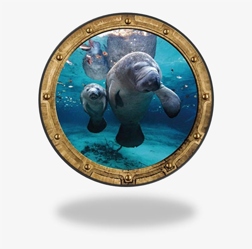 The "old Homosassa Snorkeling Center" - Myrtle Beach Scuba Diving, transparent png download