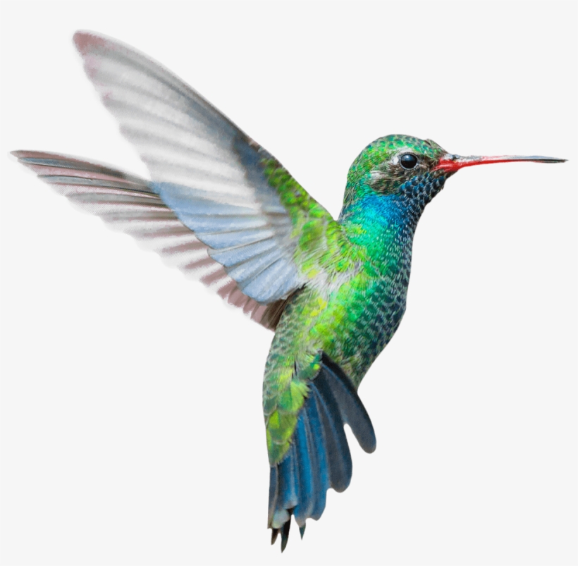 Fast And Reliable - Hummingbird Stock, transparent png download