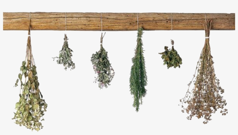 Requested Pngs /like Or Reblog If Used/ - Hanging Dried Herbs Png, transparent png download