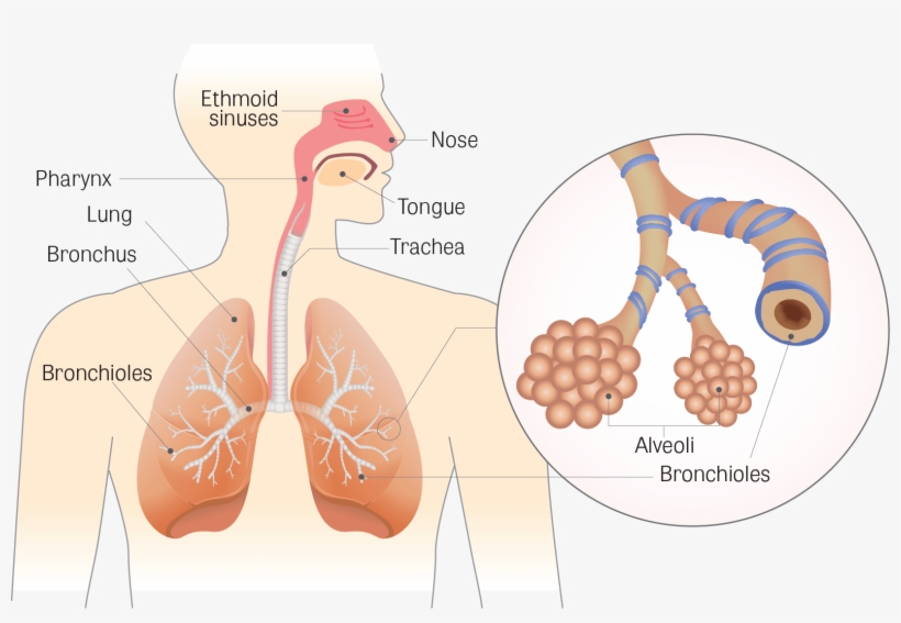 Illustration Of The Human Respiratory Tract, With Ethmoid - Respiratory System, transparent png download
