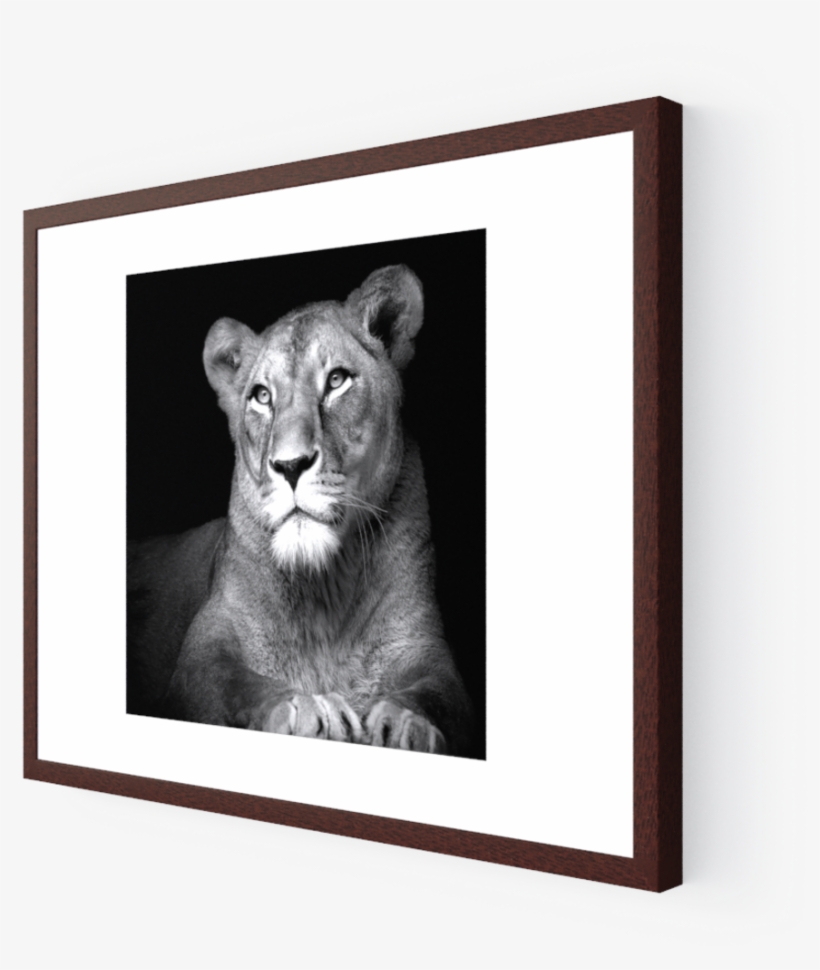 Photo The Lioness - Masai Lion, transparent png download