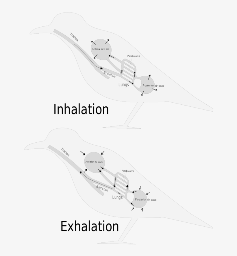 Three Distinct Sets Of Organs Perform Respiration The - Skin Respiration Fish, transparent png download