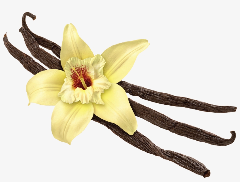 Vanilla Png, transparent png download