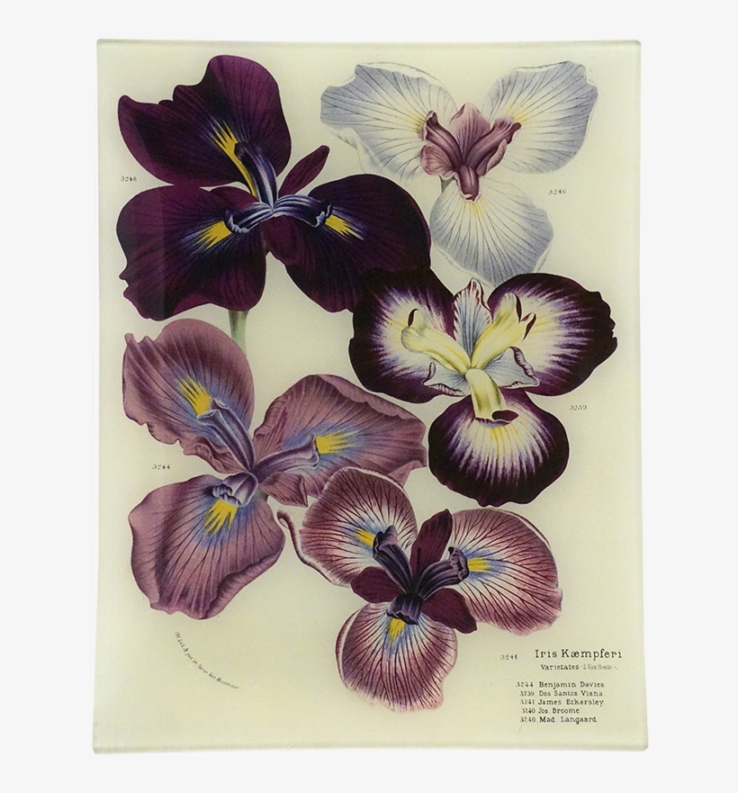 Pansy, transparent png download