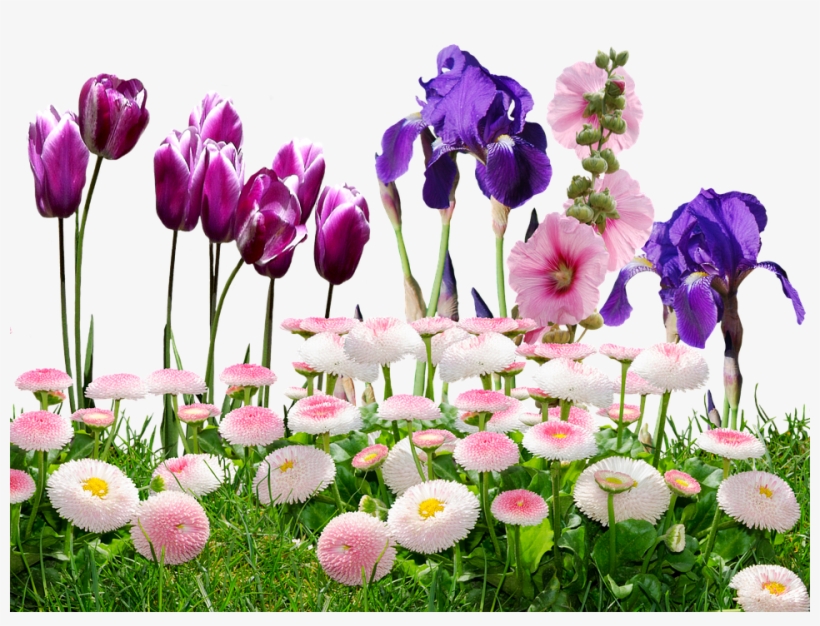 Iris, Tulips, Flowers, Nature, Violet, Tulpenbluete - Flower, transparent png download