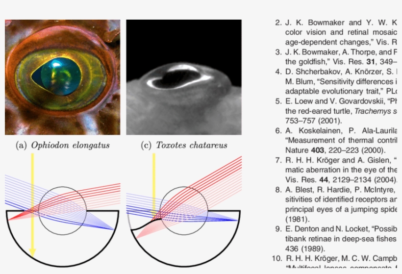 Effects Of An Aphakic Space And A Curved Iris On The - Diagram, transparent png download