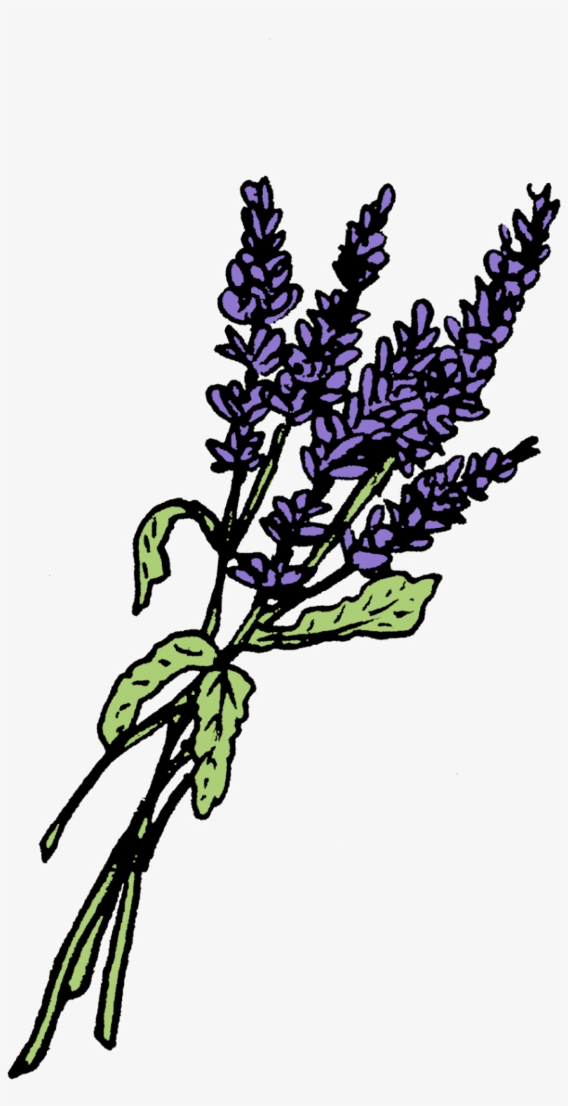 Drawn Lavender Twig - Potion Ingredients Png, transparent png download
