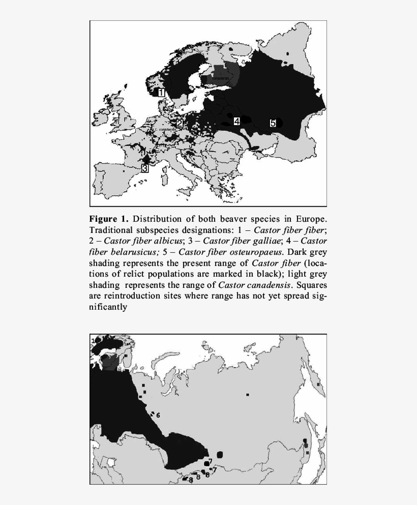 Distribution Of Both Beaver Species In Russia, Kazakhstan - Russia Beaver, transparent png download