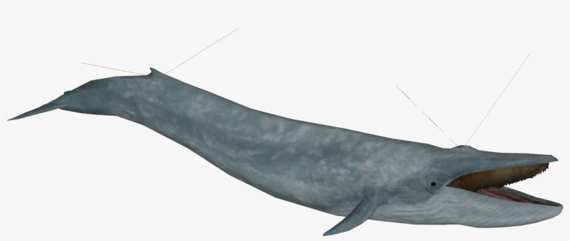 Blue Whale Hinging Model - Zt2 Blue Whale, transparent png download