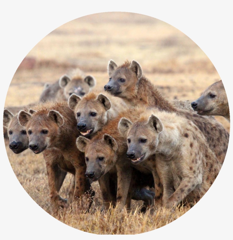 Gladiator45678 - Hyena Facts, transparent png download