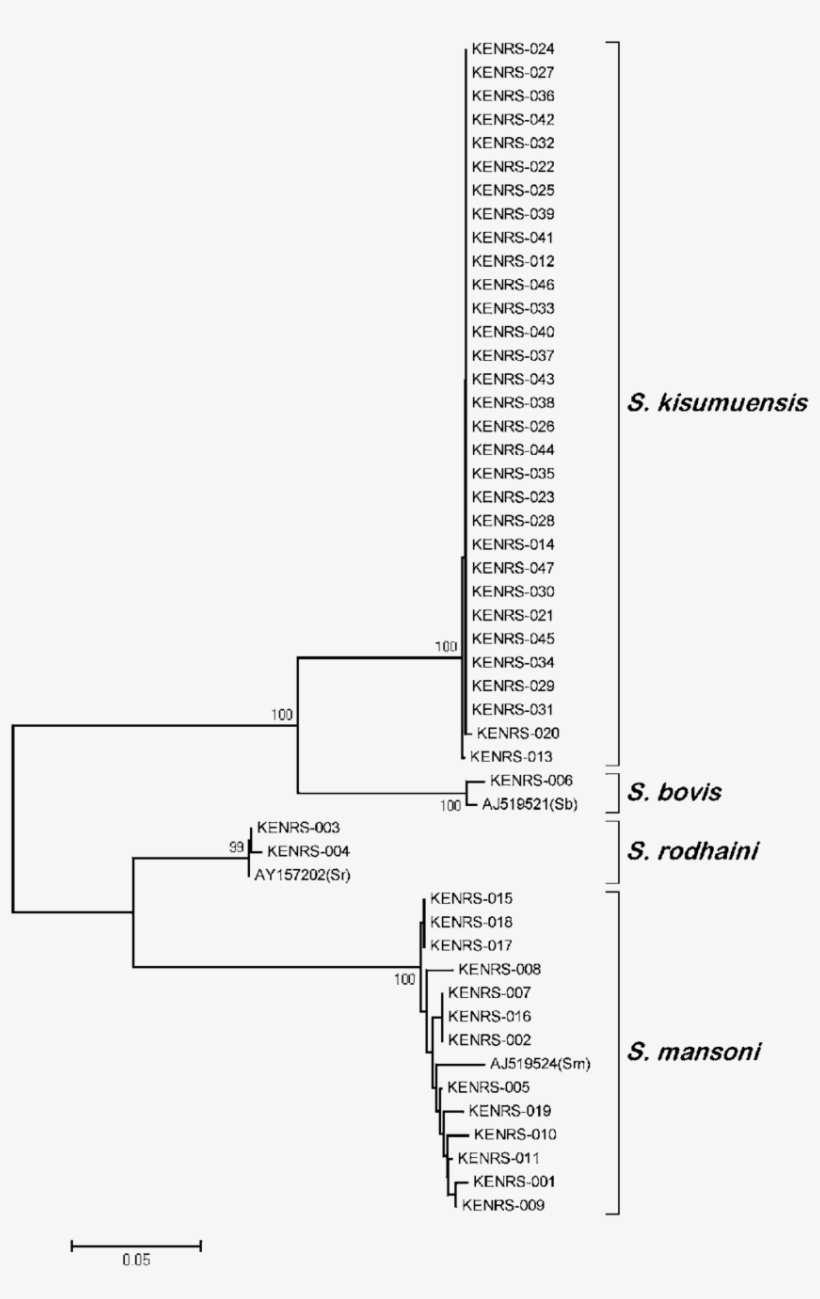 Neighbour-joining Tree Based On Cox1 Barcode Nucleotide - Diagram, transparent png download