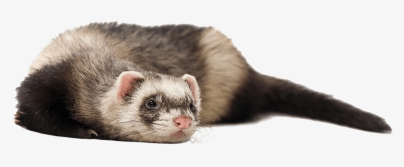 The Worst Ferret Litters - Black-footed Ferret, transparent png download