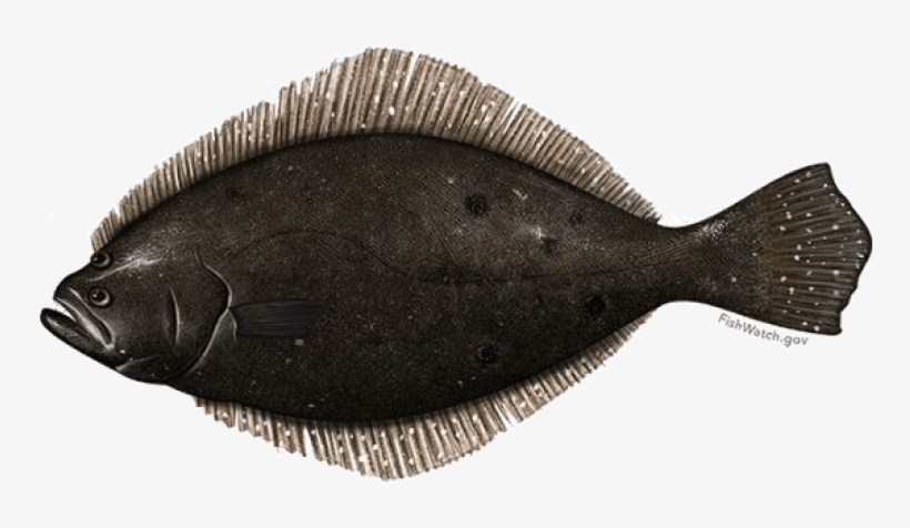 Sign Up To Stay In Touch - Flounder Fish, transparent png download
