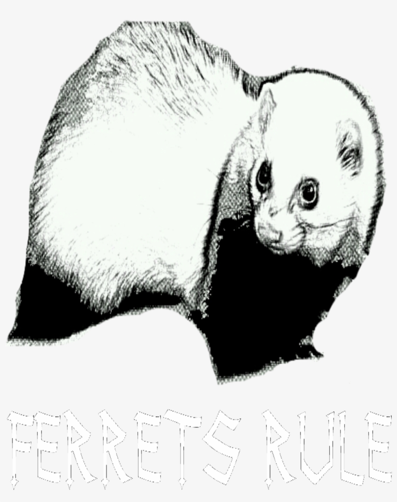 Ferrets Rule - Thumbnail - Ferret, transparent png download