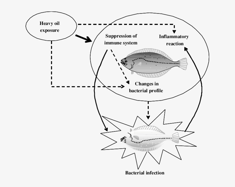 Predictable Scheme Of Heavy Oil Effects On Japanese - Diagram, transparent png download