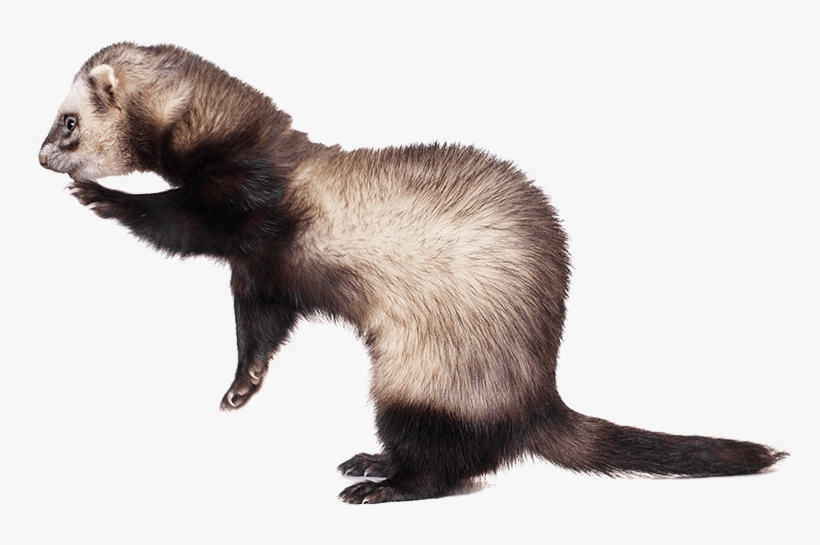 Flea And Heartworm Treatments - Sea Otter, transparent png download