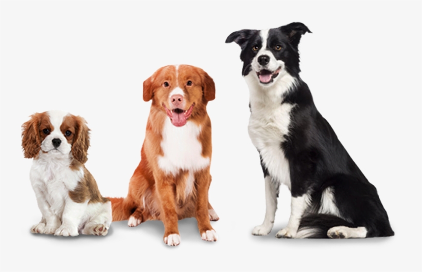 Woofpack Extra Dogs - Soft Coated Border Collie, transparent png download