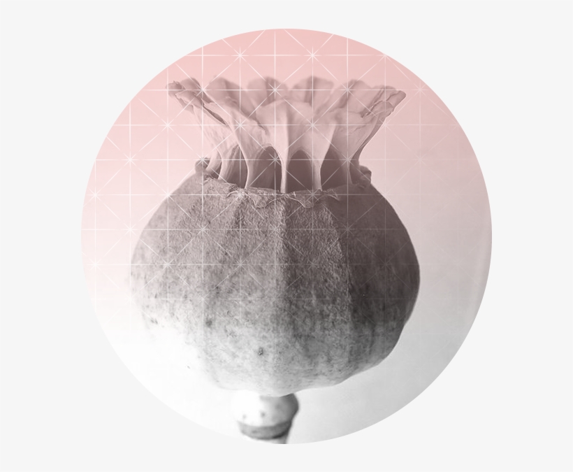 Read More - Pomegranate, transparent png download