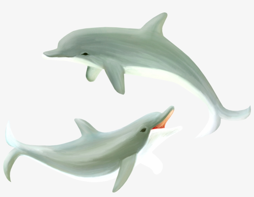 Common Bottlenose Dolphin, transparent png download