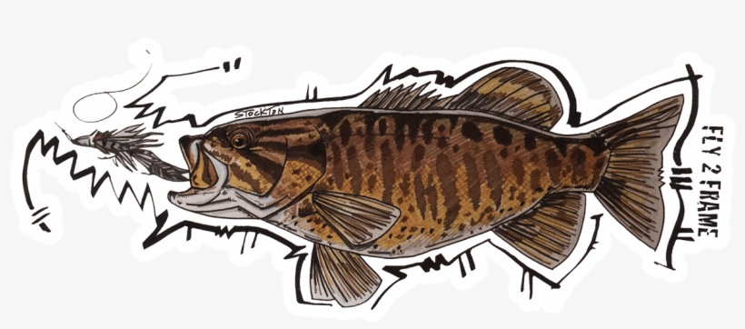 Matthew Stockton Bronzeback Smallmouth Bass Sticker - Northern Largemouth Bass, transparent png download