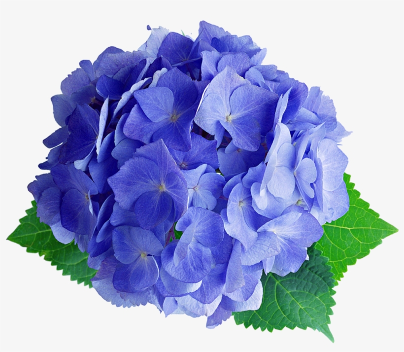 Hydrangea Sticker - 繡球 花, transparent png download