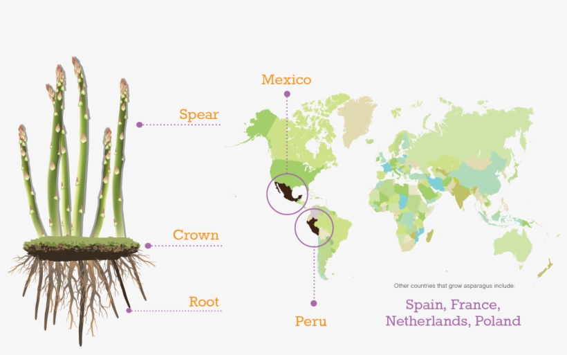 Asparagus Map - World Map, transparent png download