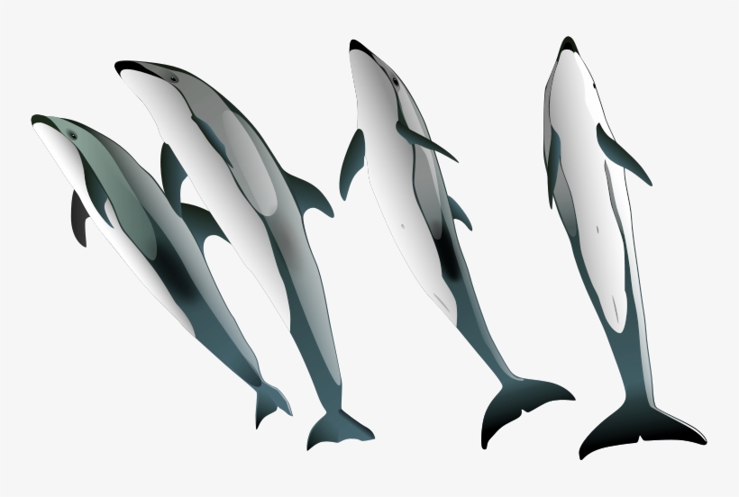 Komputerwiz Dolphins - Short-beaked Common Dolphin, transparent png download