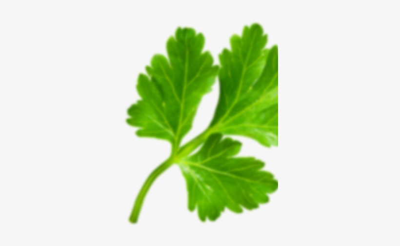 Parsley, transparent png download