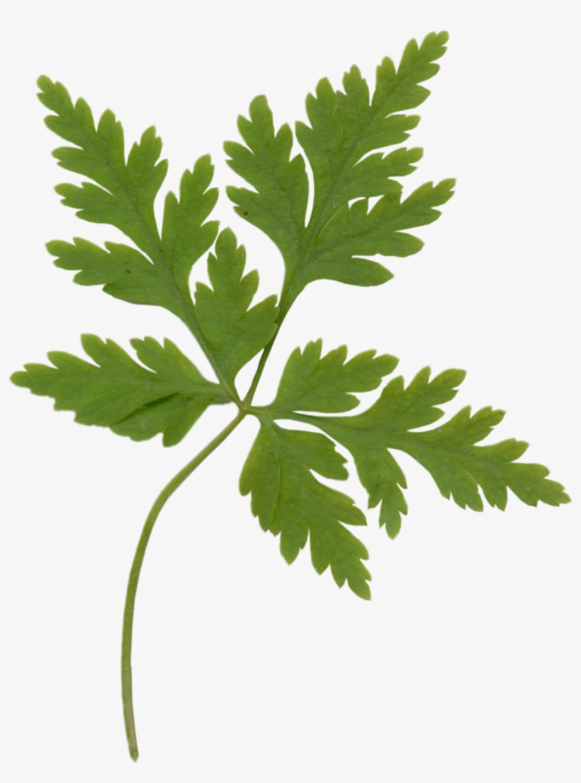 Parsley, transparent png download