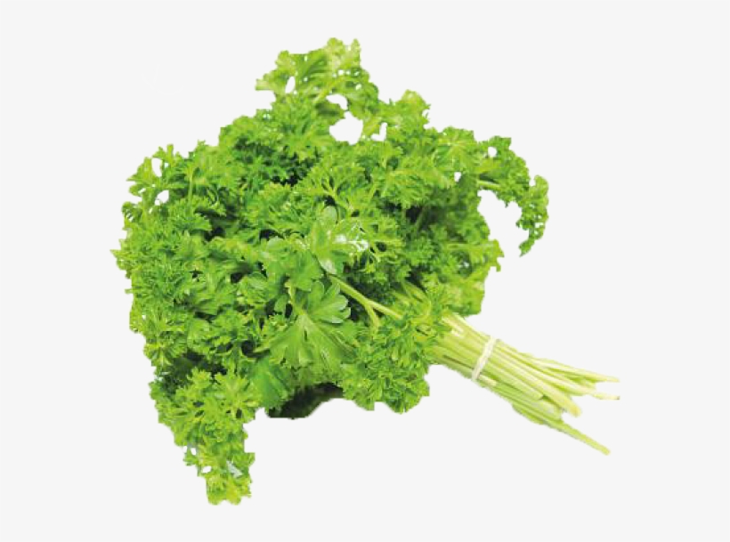 Previous - Next - Parsley Frisee, transparent png download