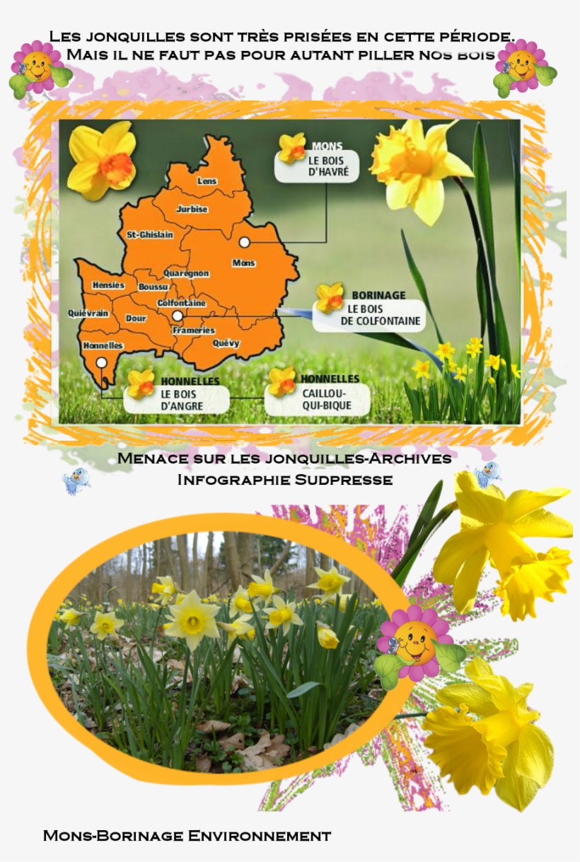 Bolgewas ,wild Daffodil , Lent Lily,нарцисс Ложный,ballade, - Narcissus, transparent png download