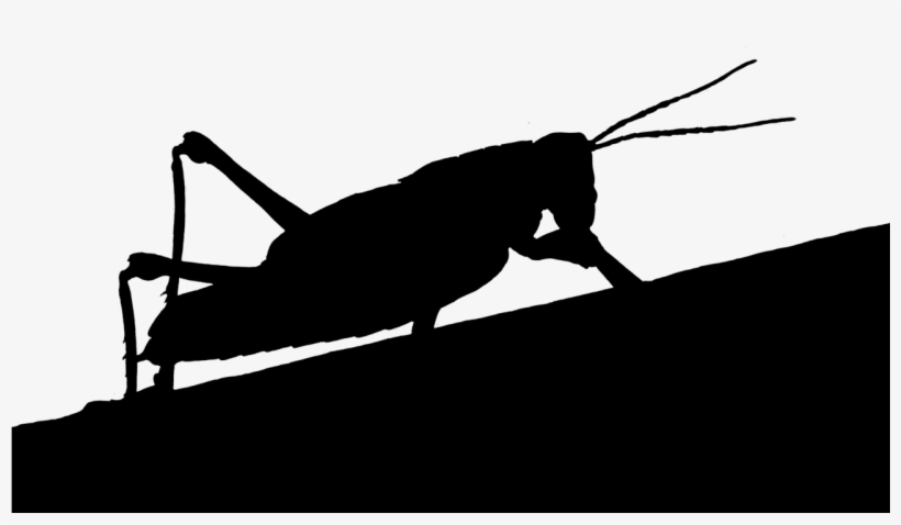 Grasshopper Animal Silhouette - Grasshopper, transparent png download