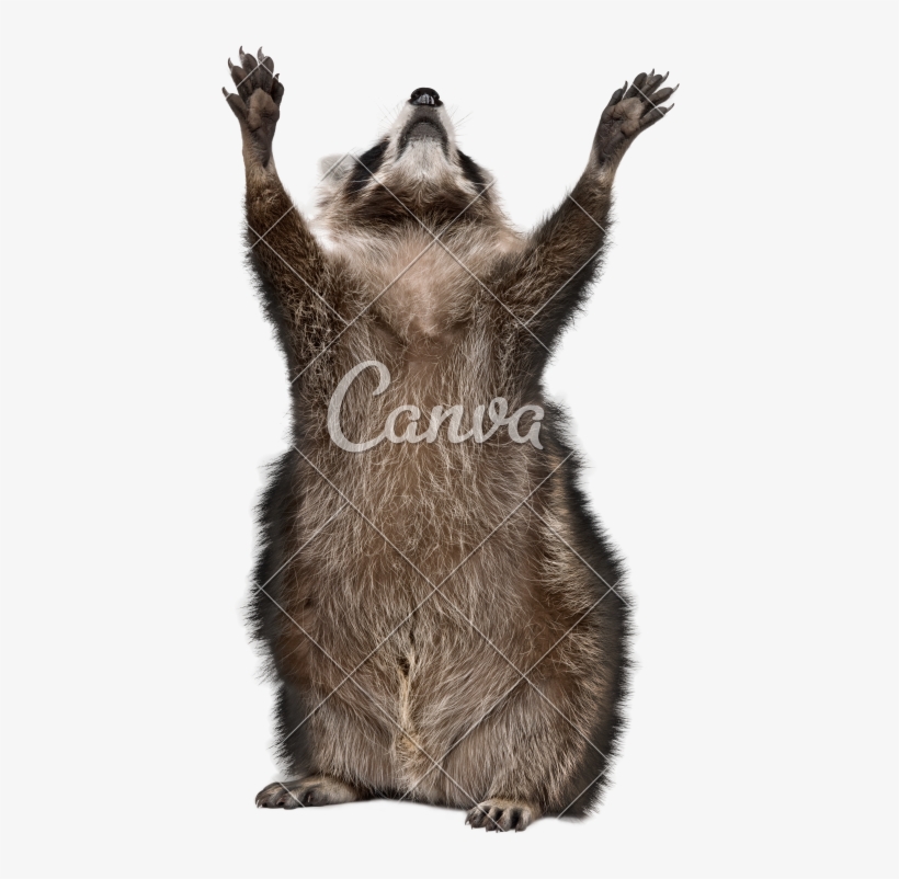 Years Old Reaching Up In Front Of - Racoon With White Background, transparent png download