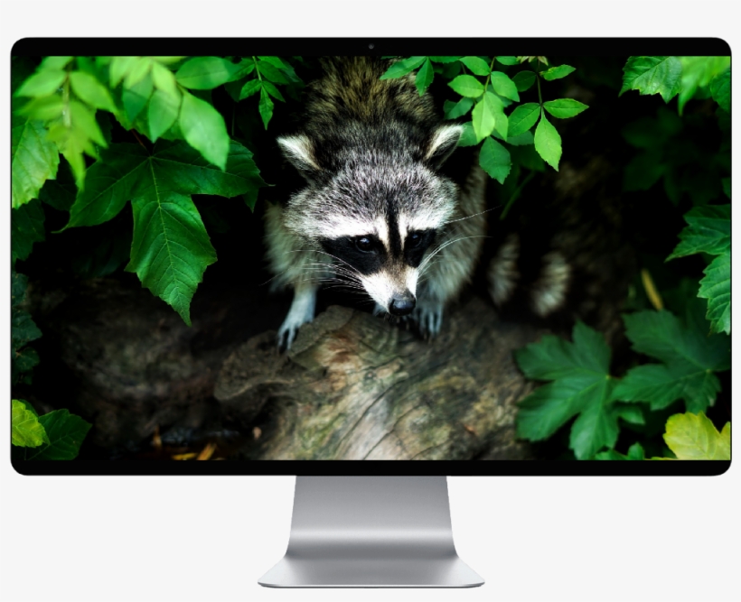 Raccoon, transparent png download