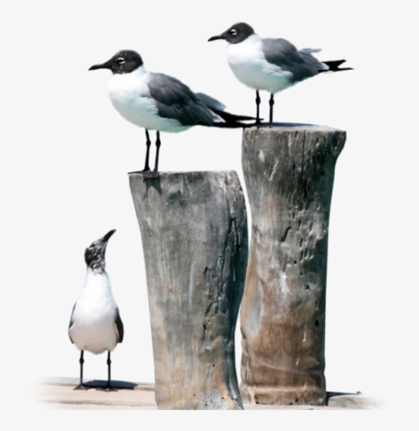 Water Bird, transparent png download