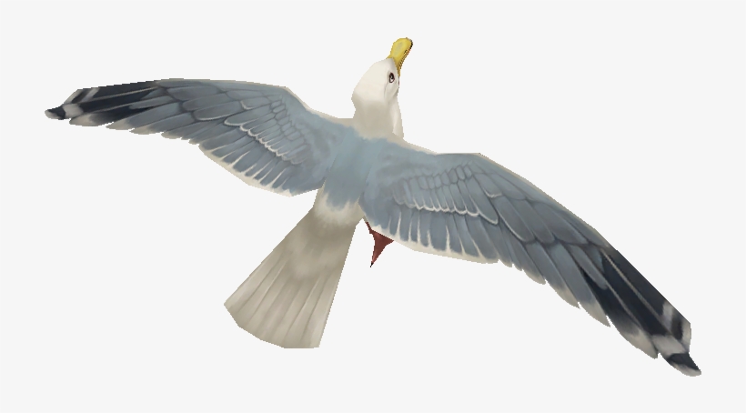 Image - European Herring Gull, transparent png download