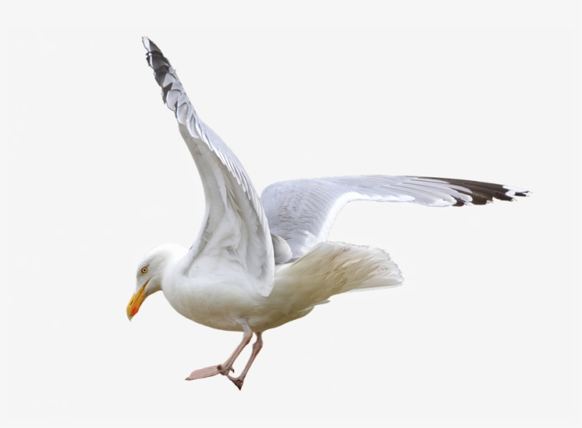 Gull, Seevogel, Isolated, Sea, Nature, Flying - European Herring Gull, transparent png download