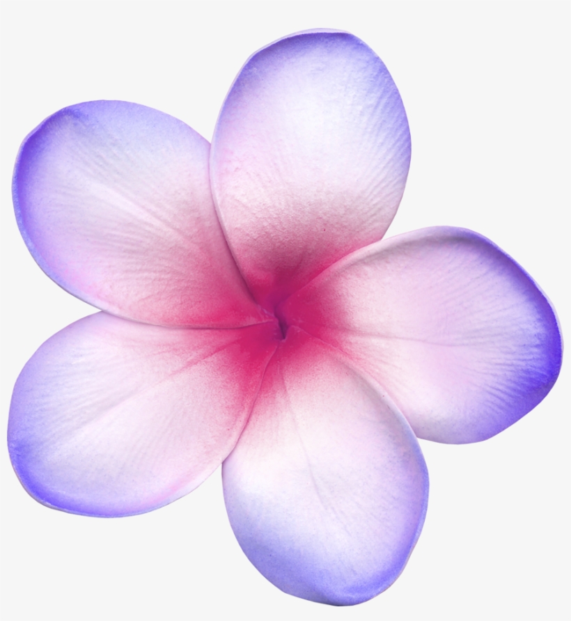 Plumeria Frangipani Hawaii Flower Yellow White - Frangipani, transparent png download