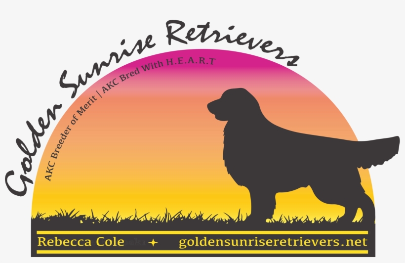 international National Honors Championriver Rock Steadmor's - Golden Retriever, transparent png download