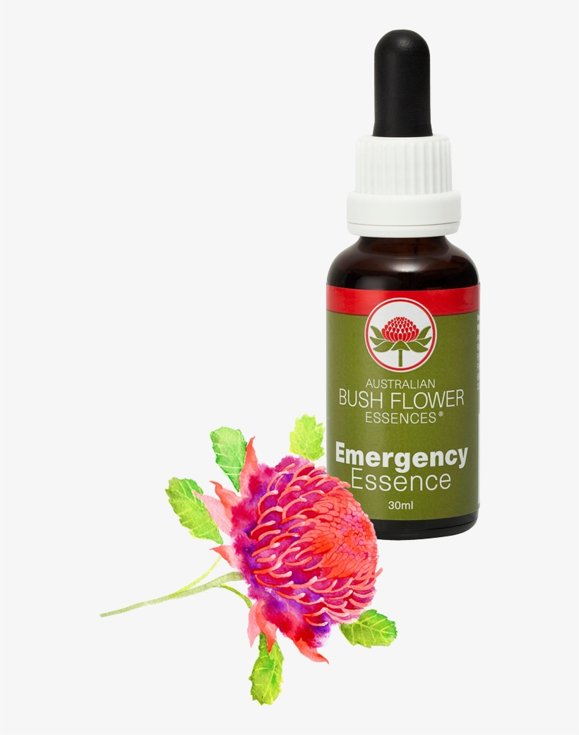 Emergency Essence And Waratah Png Waratah Experience - Essence, transparent png download