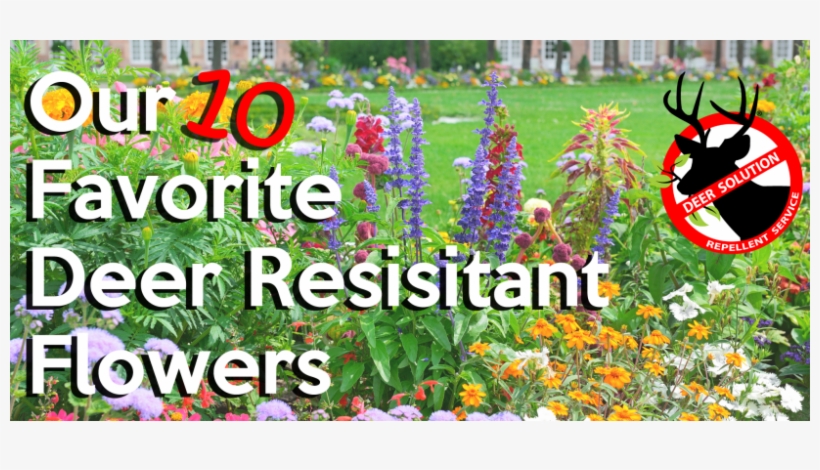 Our 10 Favorite Deer Resistant Flowers - Deer Resistant Flowers, transparent png download