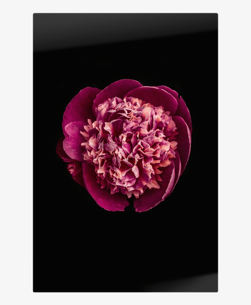 Previous - Artificial Flower, transparent png download