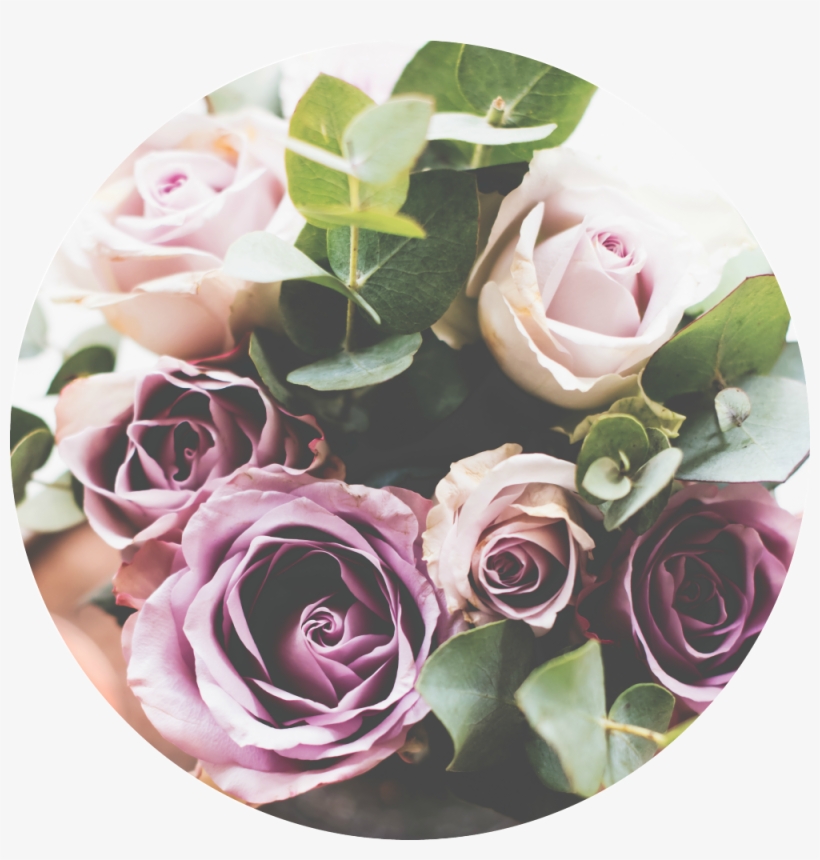 Purple Roses - Garden Roses, transparent png download