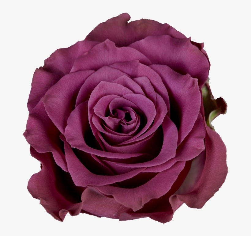 Garden Roses, transparent png download