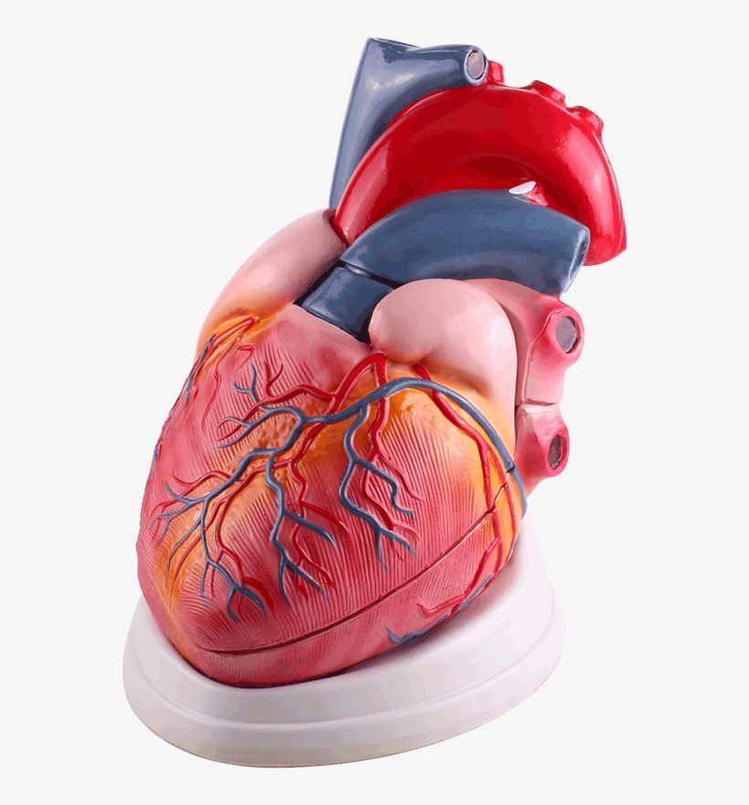 Sneakers, transparent png download