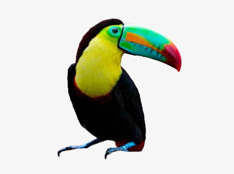 Report Abuse - Toucan, transparent png download