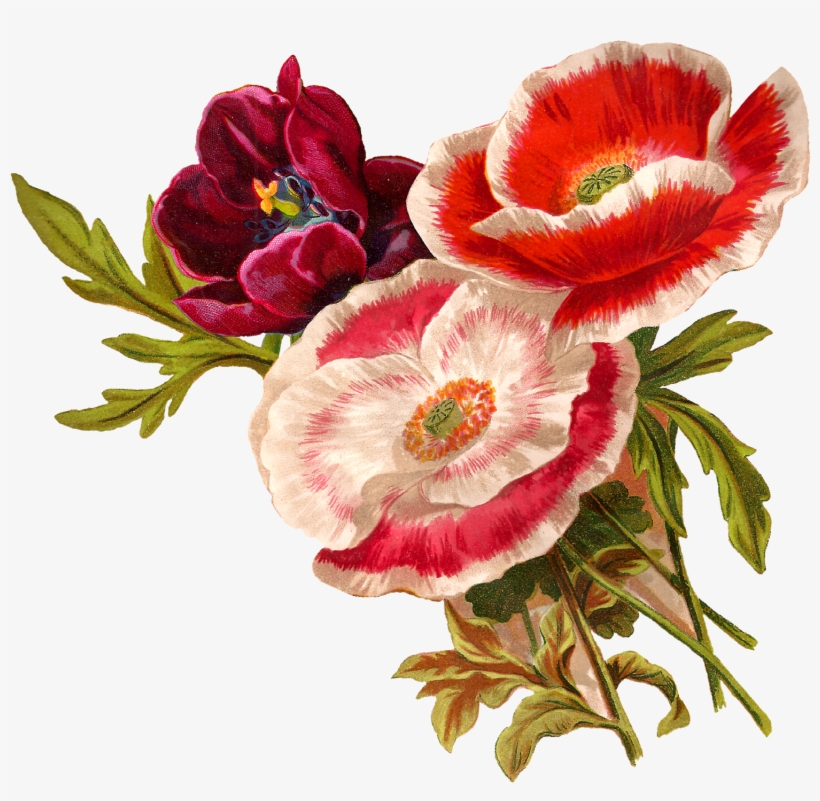 Go To Image - Botanical Flower Illustration Png, transparent png download